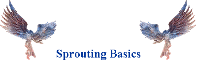 Sprouting Basics